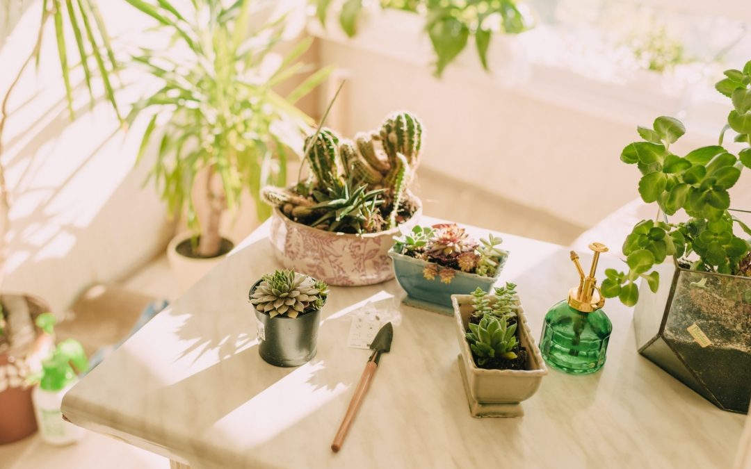 Green Elegance: Embracing the Beauty of Indoor Plants in Your Home